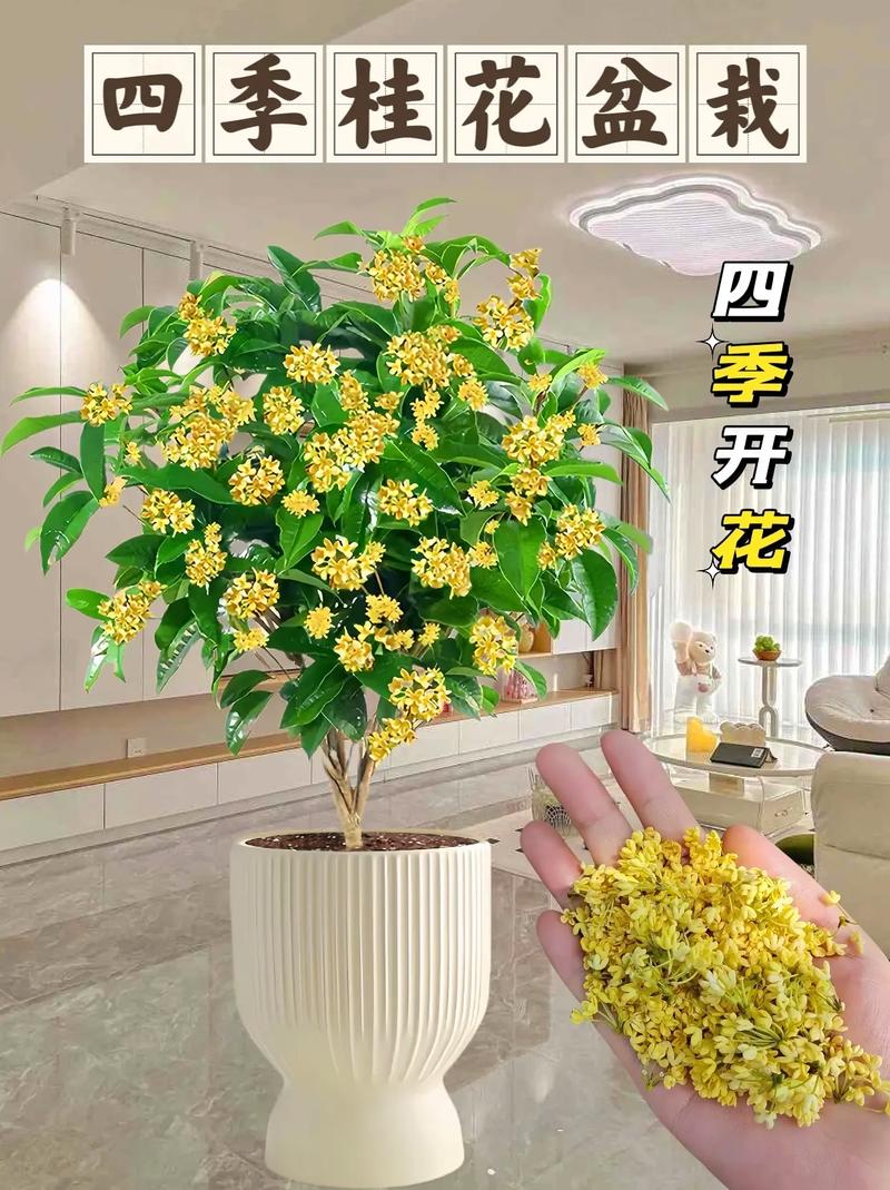 桂花是什麼季節