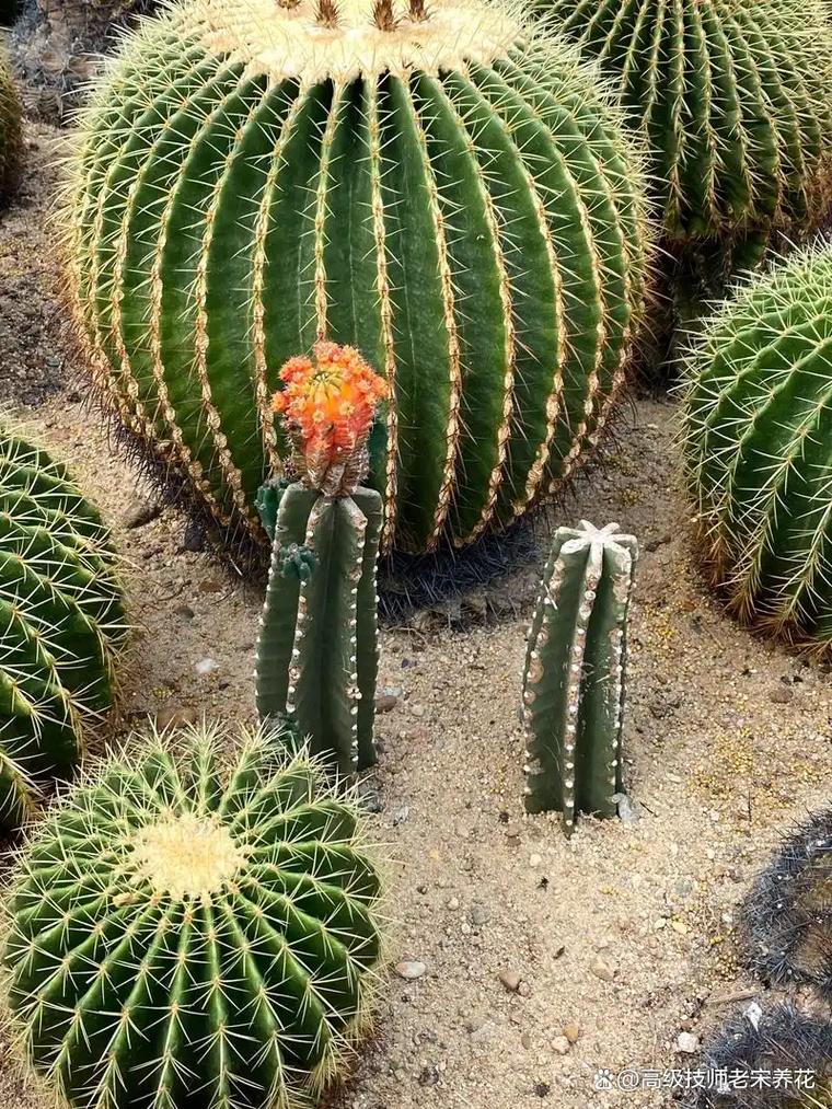 仙人掌是多肉植物嗎