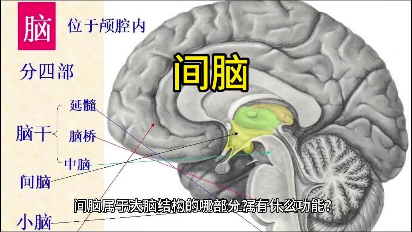 語言是哪一個腦