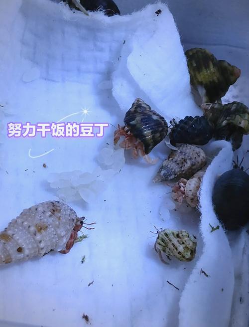 寄居蟹需要空氣嗎