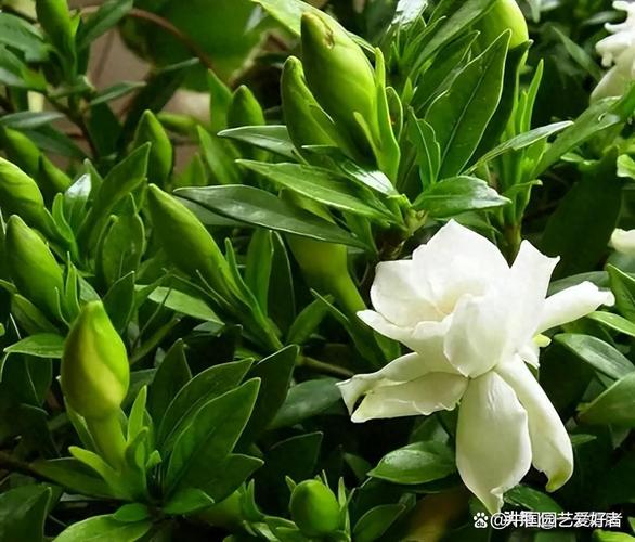 哪一種花最香