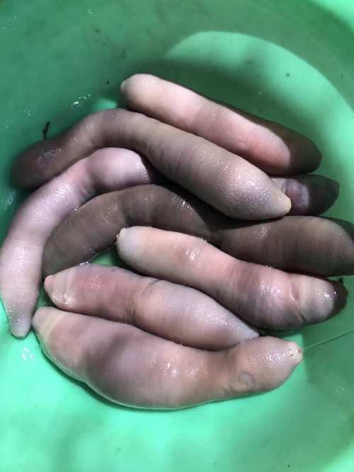 韓國海腸是什麼