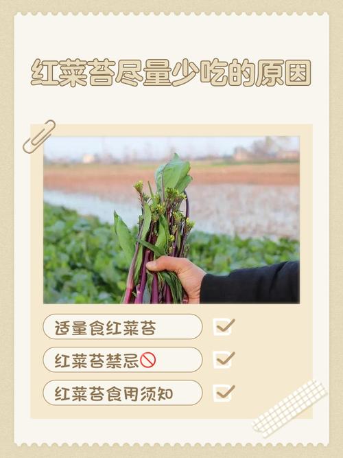 為什麼晚上不能吃紅菜