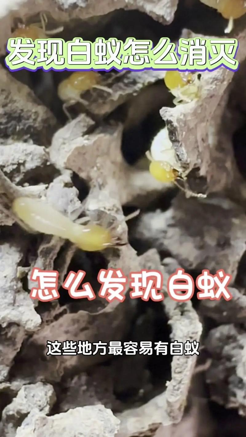 白蟻最愛吃什麼