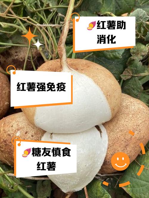 心血管疾病可以吃地瓜嗎