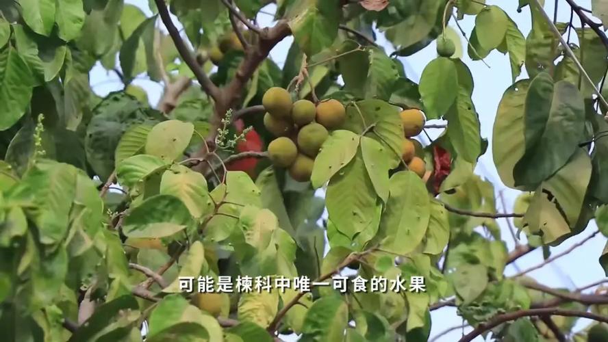 山陀兒為什麼減弱