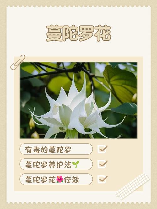 曼陀羅花有毒嗎?深入解析其毒性、辨識與注意事項 1 曼陀羅花有毒嗎