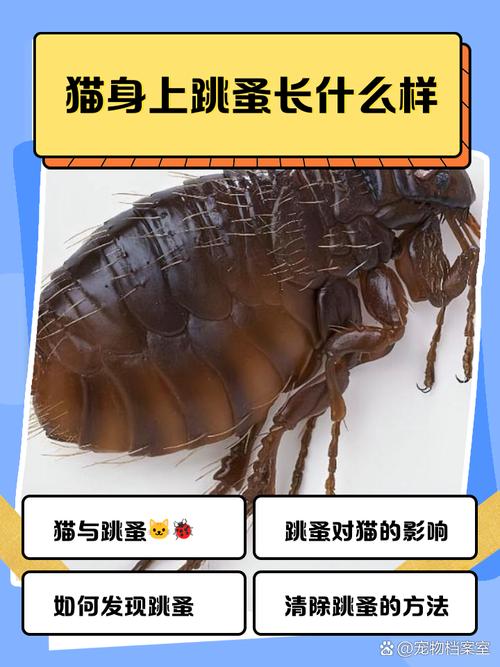 如何判斷貓咪身上有跳蚤
