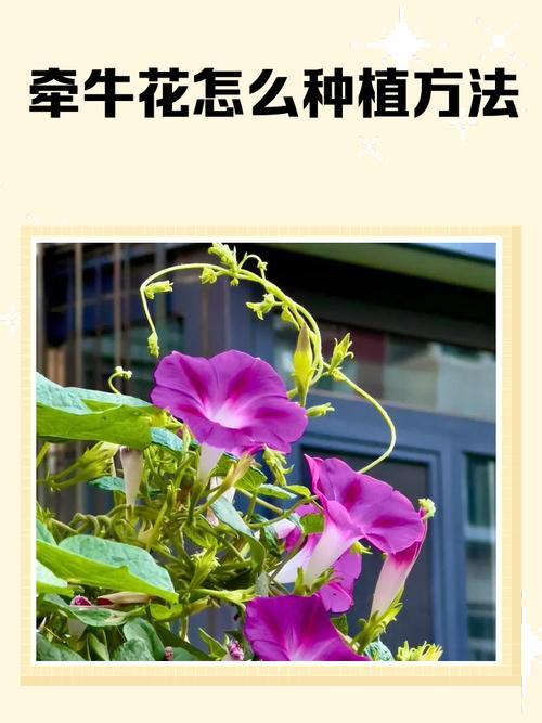 如何讓花提早開花