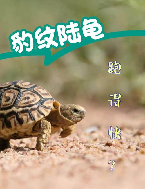 陸龜咬人嗎