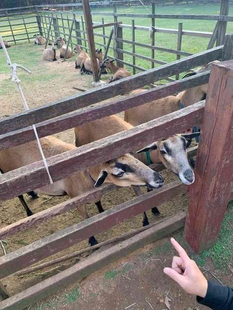 埔心牧場有羊嗎