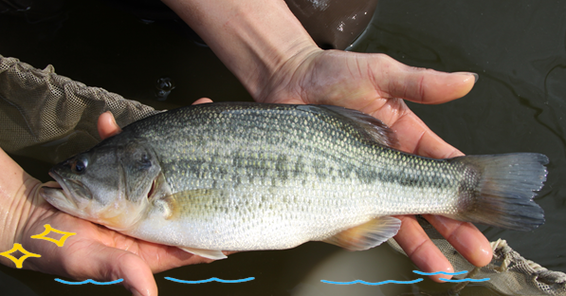 加州鱸魚是淡水魚嗎