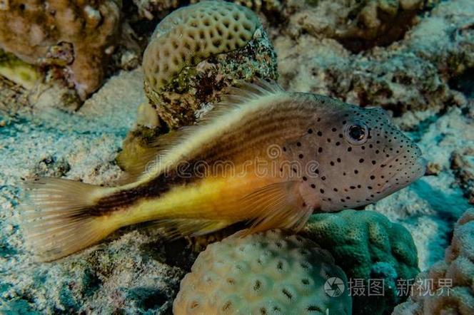 魚游泳