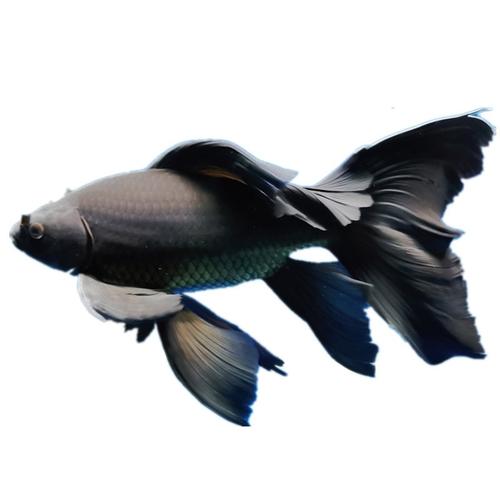 認識臺灣十大名魚:從舌尖到生態的深度導覽 3 臺灣十大名魚