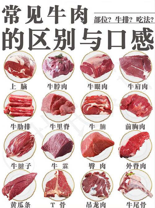 牛絞肉用什麼部位