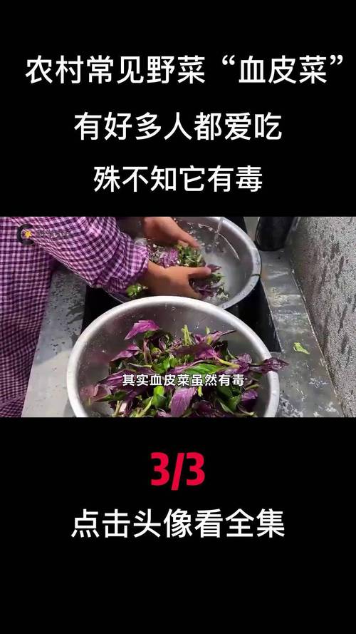 紅鳳菜梗可以吃嗎?營養價值、烹調妙招全解析! 3 紅鳳菜梗可以吃嗎
