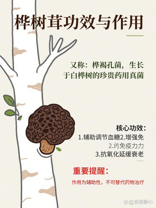 白樺茸有什麼功效