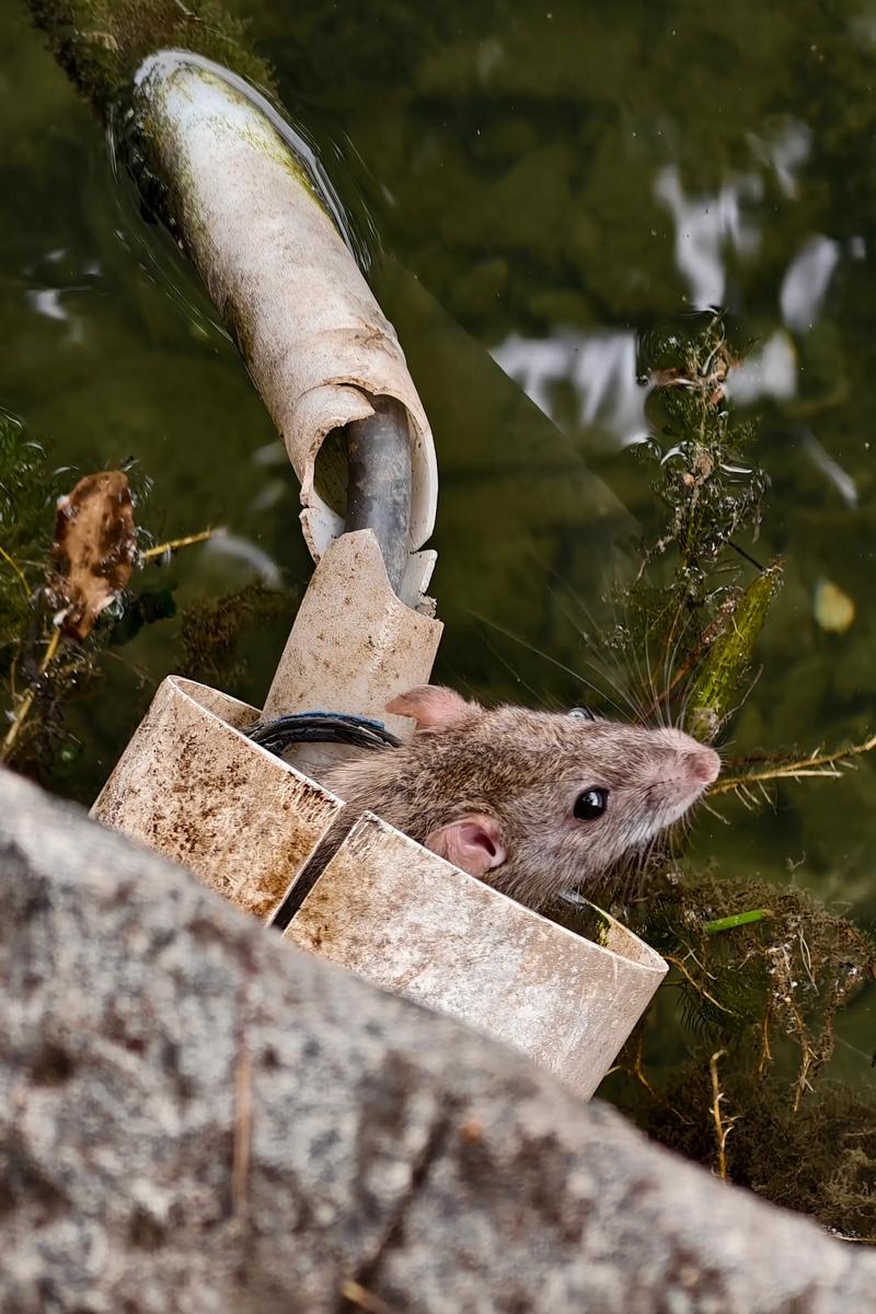 老鼠會咬水管嗎