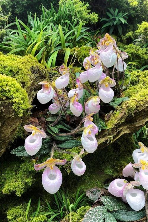 野生植物有哪些