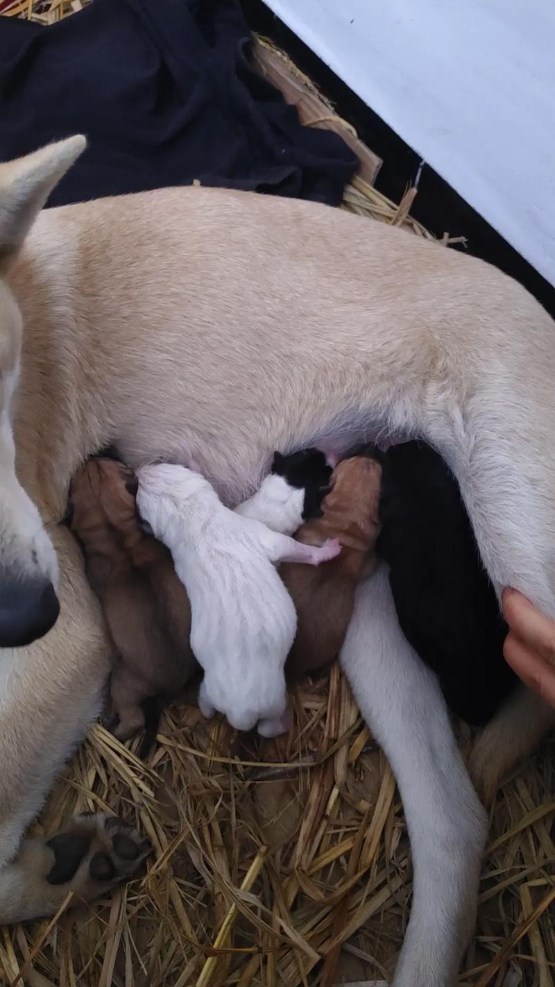 剛出生的小狗可以摸嗎