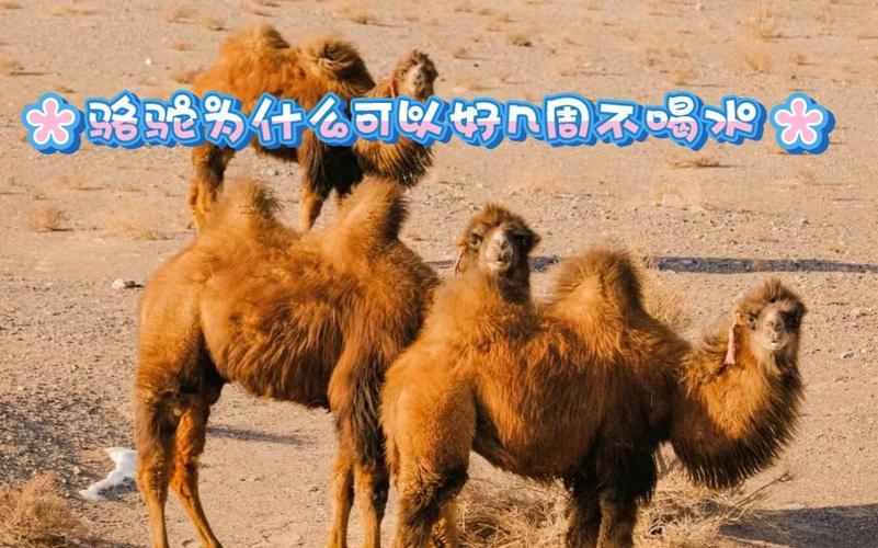 駱駝幾天不喝水