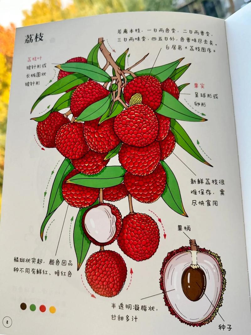 荔枝為什麼叫奶雞
