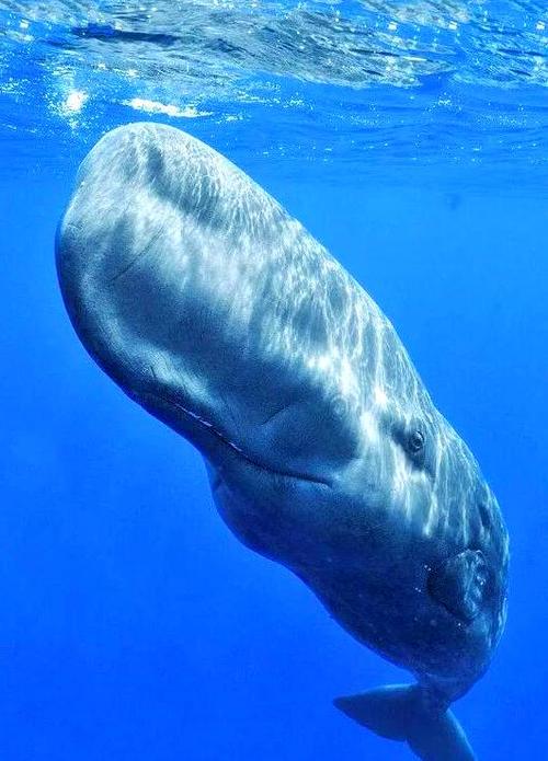 鯨魚有毛嗎