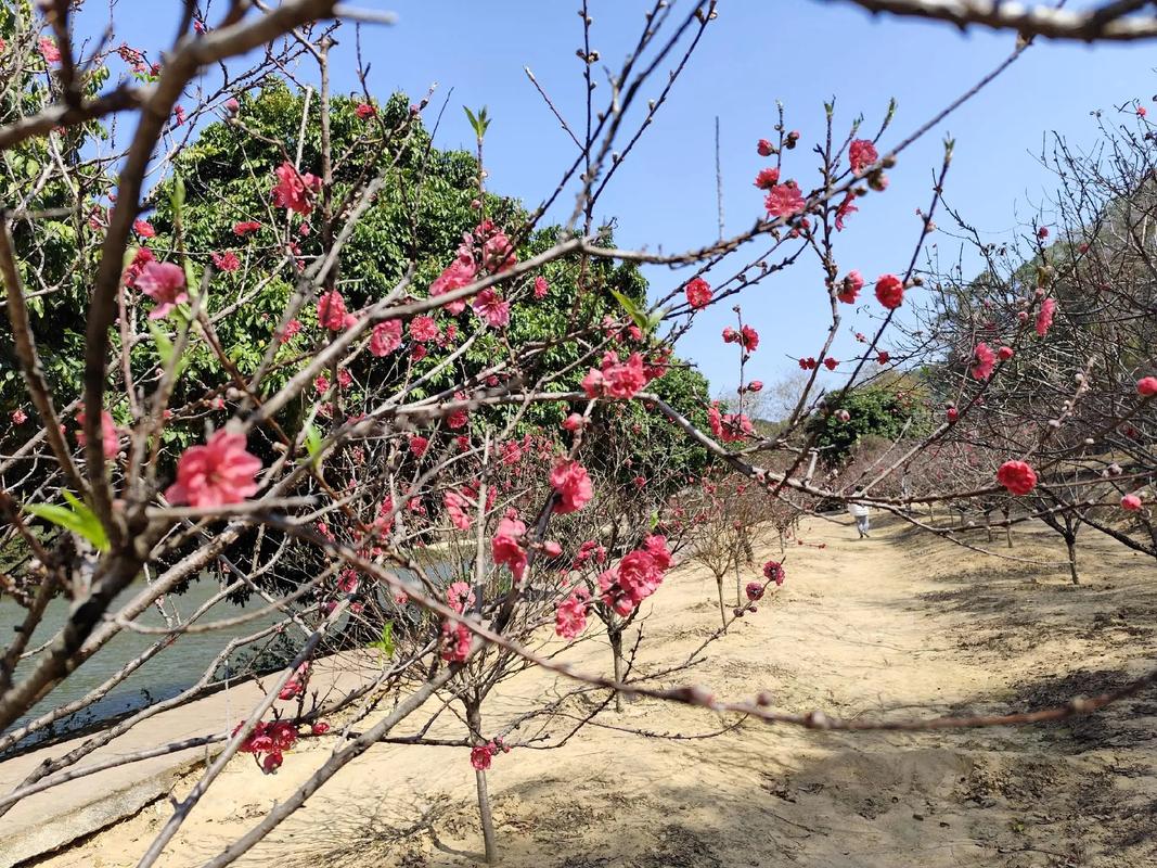 桃園哪裡走走