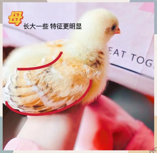 雞是胎生還是卵生