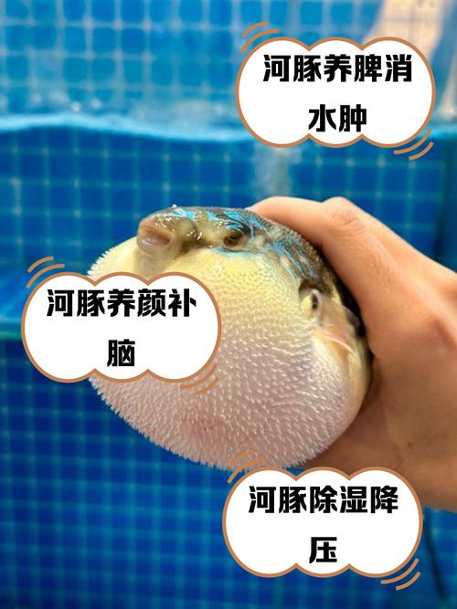 河豚乾有毒嗎?深度解析台灣常見河豚乾的毒性風險與食用安全須知 1 河豚乾有毒嗎
