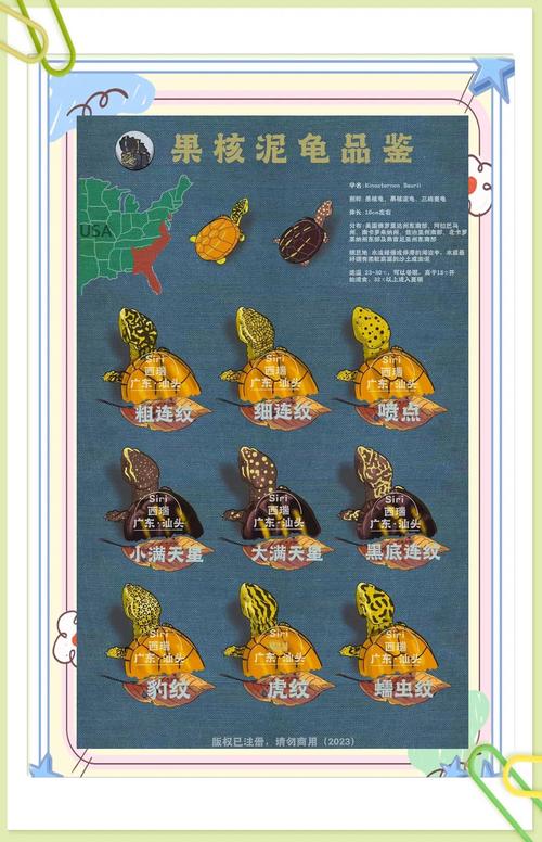 烏龜可以食火龍果嗎