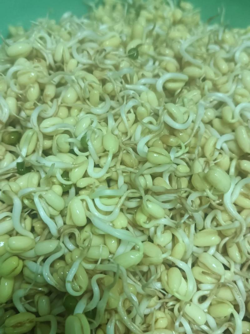 豆芽菜為什麼要泡水