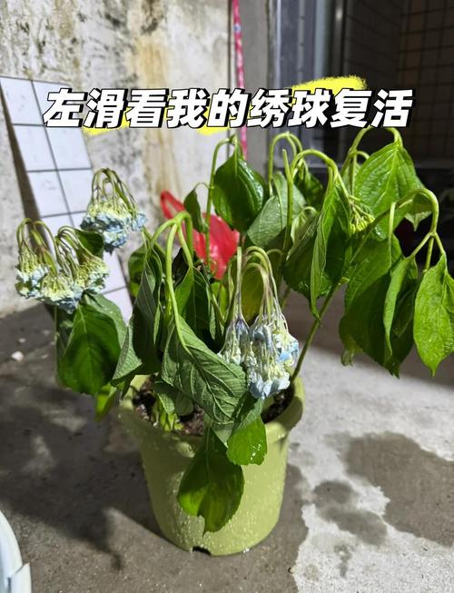 多肉枯萎怎麼辦