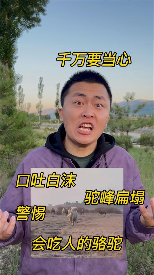 駱駝能吃嗎?探究這種奇特食材的營養價值與飲食文化 1 駱駝能吃嗎