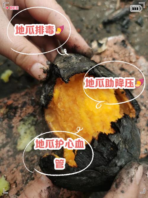 地瓜是高鉀嗎?揭開地瓜的營養真相與食用小撇步 1 地瓜是高鉀嗎