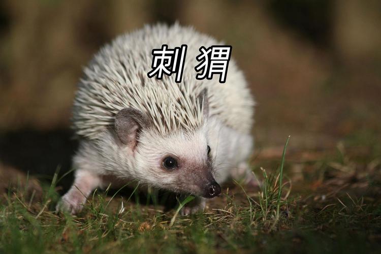 刺蝟的刺會痛嗎