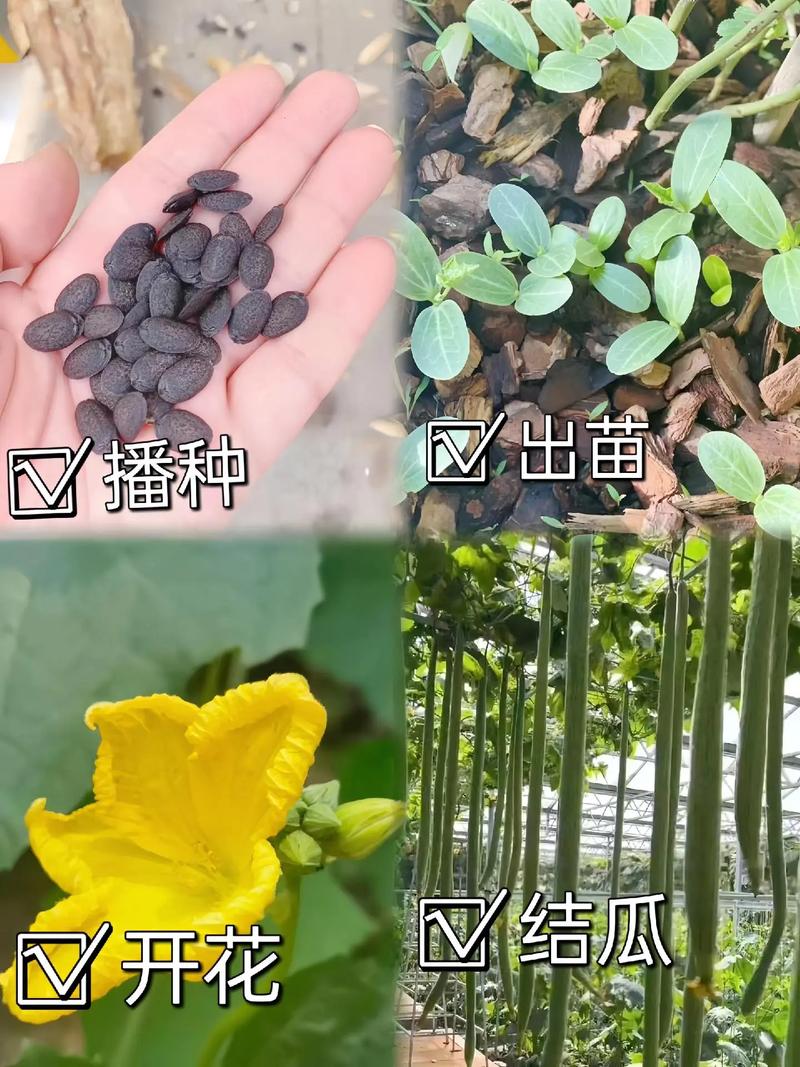 絲瓜怎麼繁殖?從種子到豐收的全攻略,新手也能輕鬆種出滿滿絲瓜! 3 絲瓜怎麼繁殖