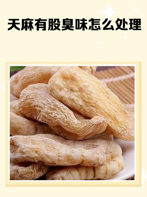 台灣有天麻嗎?深度解析台灣本土天麻的生態、栽培與應用 1 台灣有天麻嗎