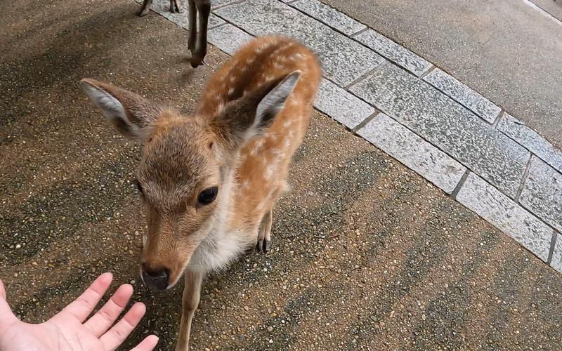 奈良的鹿可以摸嗎