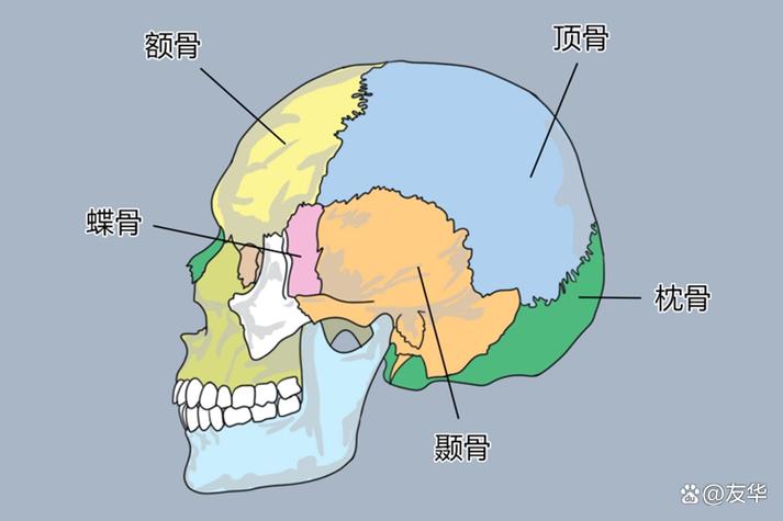 顱頂是什麼
