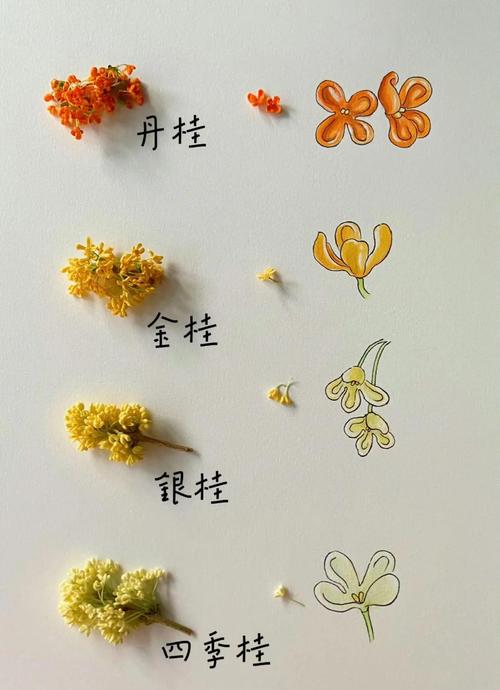 桂花怎麼種才漂亮