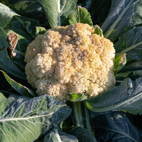 白花椰菜可以冷凍嗎?延長保鮮期的冷凍秘訣大公開! 1 白花椰菜可以冷凍嗎