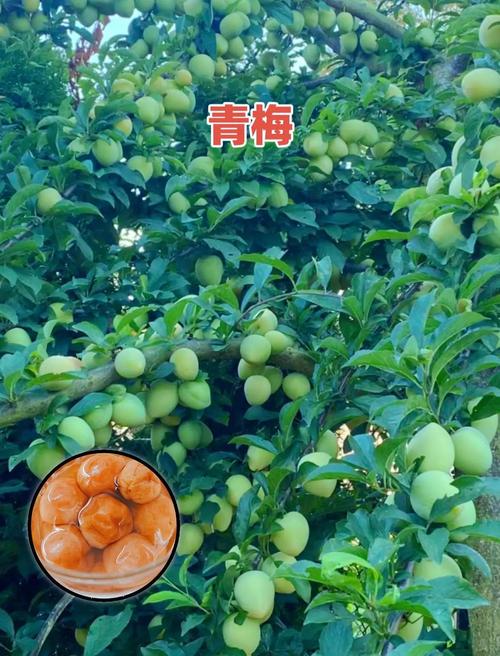梅子跟梅花有關係嗎?淺談梅子與梅花的前世今生與趣味知識 3 梅子跟梅花有關係嗎