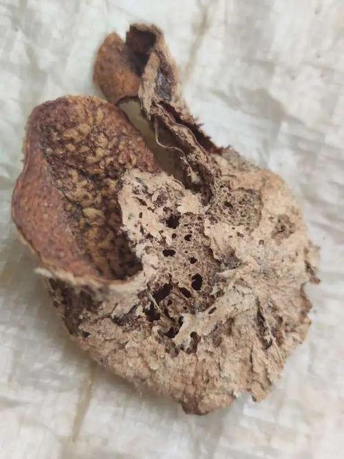 矽利康發黴如何處理