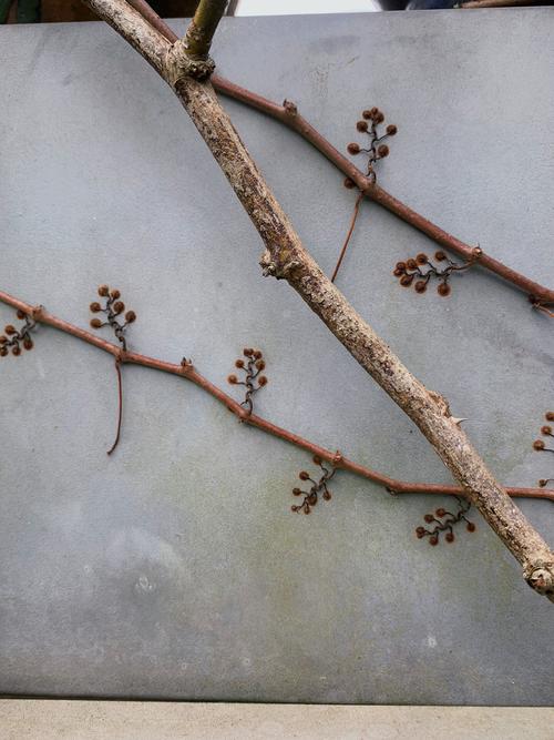如何清除爬牆虎?徹底告別牆面綠巨人,專家教你有效又環保的方法 3 如何清除爬墙虎