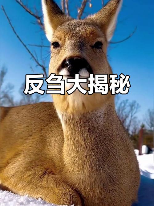 哪種動物不會反芻?釐清食草動物的消化奧秘與常見誤解 3 哪種動物不會反芻