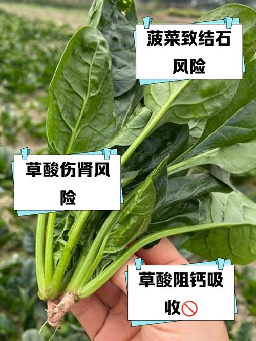 什麼菜有草酸