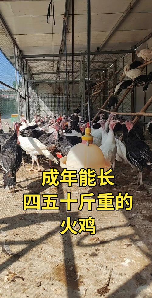 火雞是雞嗎?從分類、演化到餐桌的深度解析 3 火雞是雞嗎