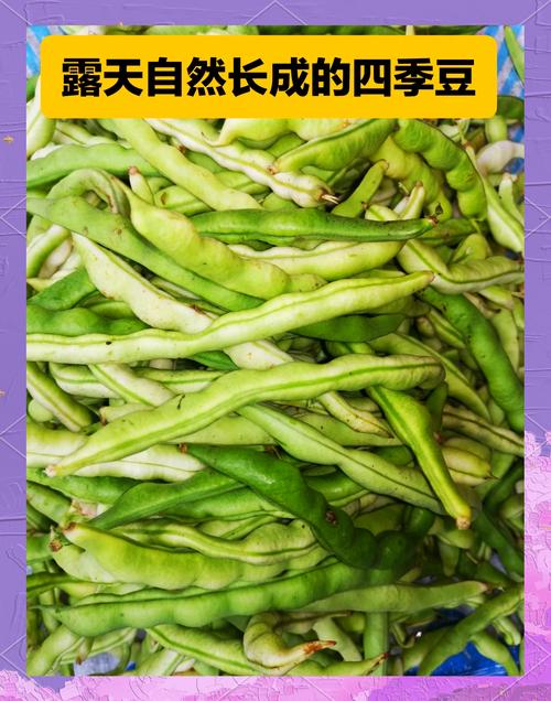 生的四季豆有毒嗎?原來是這種毒素在作怪,煮熟了就安全多了! 1 生的四季豆有毒嗎