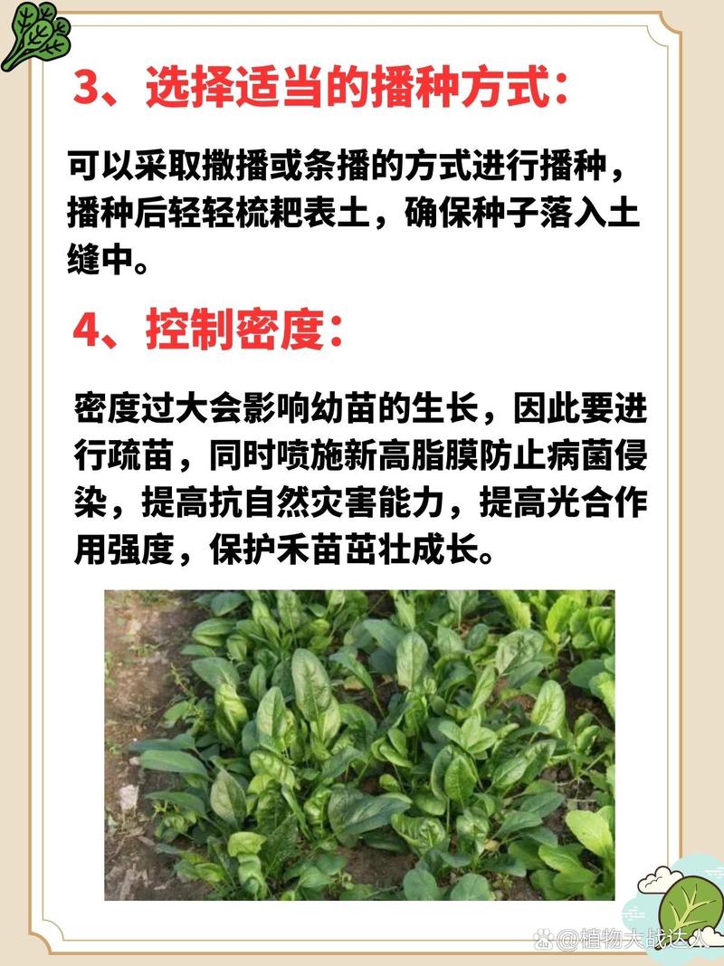 菠菜何時種